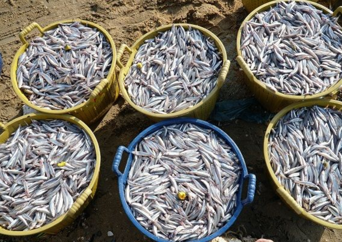 Ảnh: Cá Cơm được chọn là những loại tươi ngon nhất 