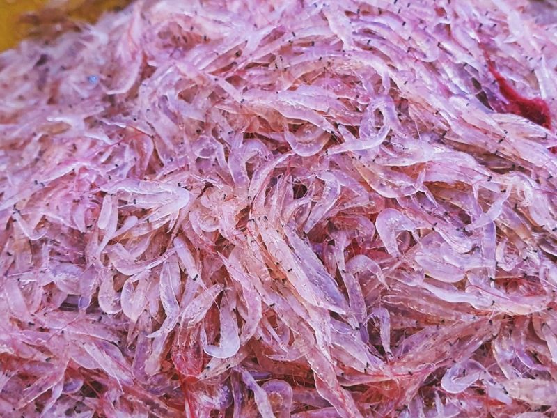 Sản xuất mắm tôm